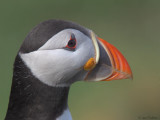 Puffin, Isle of May, Fife