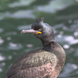 Shag, Isle of May, Fife