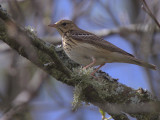Tree Pipit, Aber Bog-Loch Lomond NNR, Clyde