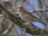 Tree Pipit, Aber Bog-Loch Lomond NNR, Clyde