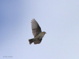 Tree Pipit, Aber Bog-Loch Lomond NNR, Clyde