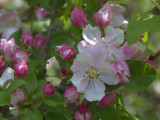 Crab Apple blossom, Loch Lomond NNR