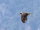 Marsh Harrier, Dalyan, Turkey