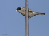 Penduline Tit, Dalyan, Turkey