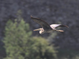 Purple Heron, Caunos-Dalyan, Turkey
