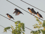 Rose-coloured Starling, Dalyan, Turkey