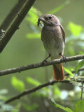 Common Redstart, Gartfairn Wood, Clyde