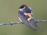 Asian Red-rumped Swallow, Talisker Bay, Isle of Skye
