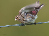 Twite, Talisker Bay, Isle of Skye