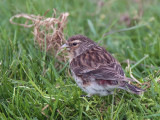 Twite, Talisker Bay, Isle of Skye