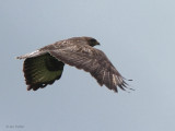 Common Buzzard, Portree, Isle of Skye