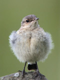 Northern Wheatear (juvenile), Talisker Bay, Isle of Skye