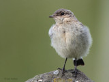 Northern Wheatear (juvenile), Talisker Bay, Isle of Skye