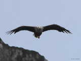 White-tailed Eagle, Portree, Isle of Skye