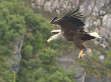 White-tailed Eagle, Portree, Isle of Skye