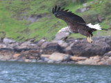 White-tailed Eagle, Portree, Isle of Skye