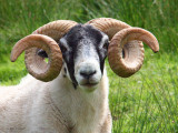 Black faced ram, Talisker, Isle of Skye