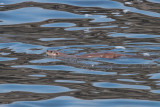 Otter, Ardnamurchan Point, Highland