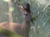 Roe Deer, Auchingyle Wood, Loch Lomond NNR