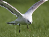 Mediterranean Gull, Buckhaven, Fife