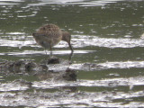 Long-billed Dowitcher, Barons Haugh RSPB, Clyde