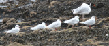 Mediterranean Gull, Buckhaven, Fife