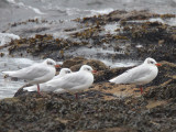 Mediterranean Gull, Buckhaven, Fife