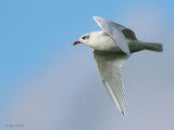 Mediterranean Gull, Buckhaven, Fife