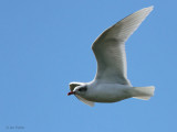 Mediterranean Gull, Buckhaven, Fife
