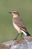 Northern Wheatear, Holy Island, Northumberland