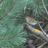 Yellow-browed Warbler, Barns Ness, Lothian