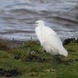Little Egret, Ardmore Point, Clyde