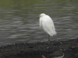 Little Egret, Vane Farm RSPB, Perth&Kinross