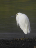 Little Egret, Vane Farm RSPB, Perth&Kinross