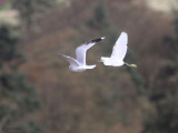 Little Egret, Ardmore Point, Clyde