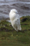 Little Egret, Ardmore Point, Clyde