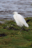 Little Egret, Ardmore Point, Clyde