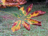 Autumn colours, Dalzell Wood, Motherwell