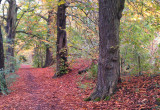 The Chestnut Walk, Baron's Haugh RSPB, Motherwell