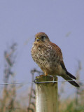 Common Kestrel, Craigallian Loch, Clyde