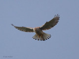 Common Kestrel, Craigallian Loch, Clyde