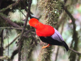 Ecuador - High Andes tour