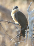 Black-billed Cuckoo, North Seymour, Galapagos