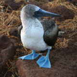 Blue-footed Booby, North Seymour, Galapagos