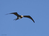 Great Frigatebird, North Seymour, Galapagos