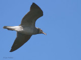 Lava Gull, North Seymour, Galapagos