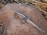 Lava Lizard, North Seymour, Galapagos