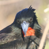 Magnificent Frigatebird, North Seymour, Galapagos
