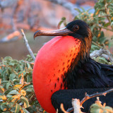 Magnificent Frigatebird, North Seymour, Galapagos