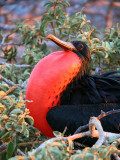Magnificent Frigatebird, North Seymour, Galapagos